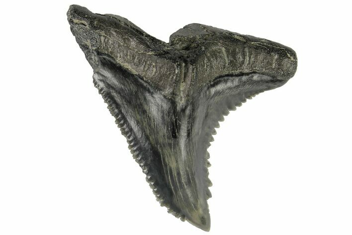 Serrated, Fossil Shark (Hemipristis) Tooth #178622